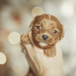 Cocoa puff - Red Cavapoo puppy in Moses Lake, Washington from The Cav Family