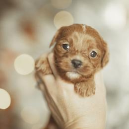 Cocoa puff - Red Cavapoo puppy in Moses Lake, Washington from The Cav Family