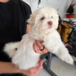 Havanese Puppies from Havanese Puppies of the Northshore