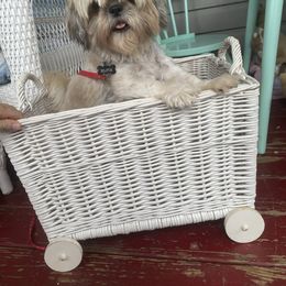 Elfie - Shih Tzu