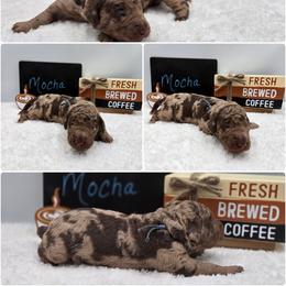 Mocha - Merle male Goldendoodle puppy in Summerville, South Carolina from Channys Doodles