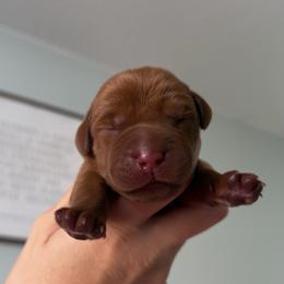 Male - Yellow male Labrador Retriever puppy in Sherrard, Illinois from Gochee Labs
