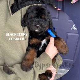 Blackberry Cobbler - Tri-color male Bernedoodle puppy in Herriman, Utah from Gypsi Doodles & Poodles LLC.