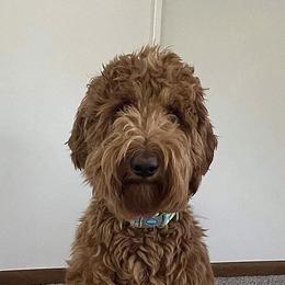 Bernedoodle and Goldendoodle All Grown Up from Country View Bernedoodles and Goldendoodles