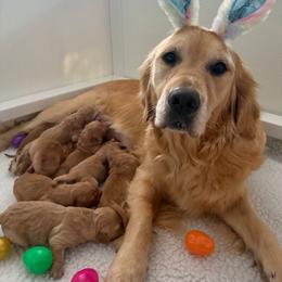 Lt Blue - male Golden Retriever puppy in Sumterville, Florida from Hope Service Dogs, Inc