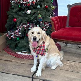 Logan - Golden Retriever