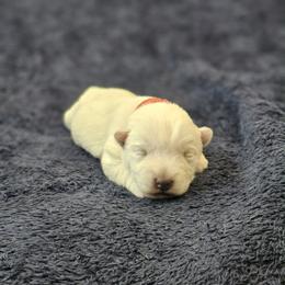 Wilder- Red Collar - White male West Highland White Terrier puppy in Toronto, Ohio from Shekinah’s Mi-Kis & Cricket Hill’s Westies