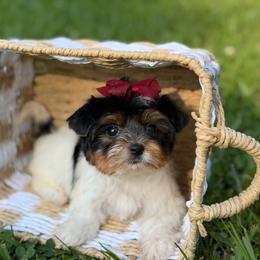 Avery - Black tan and white female Biewer Terrier puppy in Liberty, Texas from Tiny Yorkshire pups