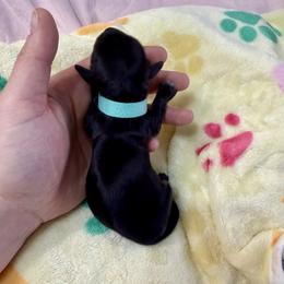 Teal collar - Black and cream female Dachshund puppy in Centralia, Washington from FairyTail Dachshunds