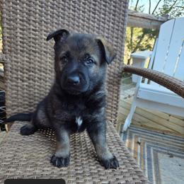 Ginny - Sable female German Shepherd puppy in Cave City, Arkansas from Bayou Valley Shepherds and American Hunt Terriers