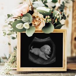 Goldendoodle puppies from Big Island Goldendoodles