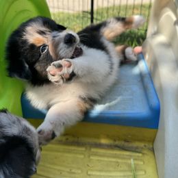 Ogunquit - Blue merle male Australian Shepherd puppy in Massachusetts from Knauer Australian Shepherds