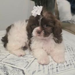 Bella - Gold and white female Shihpoo puppy in Eldon, Missouri from B&B Designer Shihpoo’s