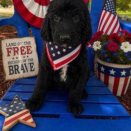 Jewel - Black female Irish Doodle puppy in Maryland from Grind Stone Breeding Kennels