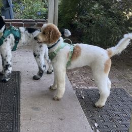 Goldendoodles from PDX PartiDoodles