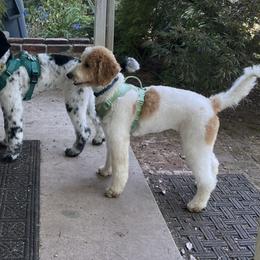 Goldendoodles from PDX PartiDoodles