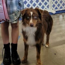 Miniature Australian Shepherds from Dandies Herding Buddies