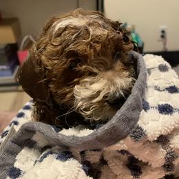 Cavapoo, Cockapoo, Goldendoodle, and Maltipoo Puppies from Perdue Puppies