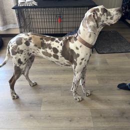 Nala - Great Dane