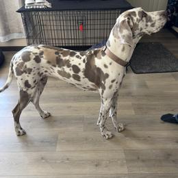 Nala - Great Dane