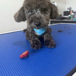 Alex - Phantom male Poodle puppy in Apex, North Carolina from Happy puppies