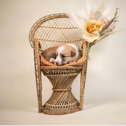 American Corgi and Pembroke Welsh Corgi Puppies from Constellation Corgi