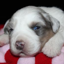 Shamrock - Blue merle male Australian Shepherd puppy in Colorado Springs, Colorado from Rocky Mountain Aussies