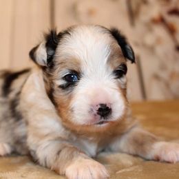 Miniature Australian Shepherd and Toy Australian Shepherd Puppies from Litton's Aussies