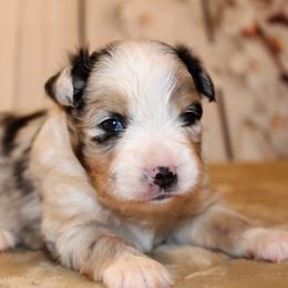 Miniature Australian Shepherd and Toy Australian Shepherd Puppies from Litton's Aussies