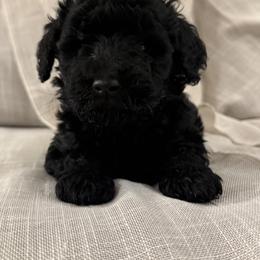 Double Doodle Puppies from Southern Sunshine Doodles 🩷