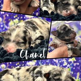 (8) Chanel, BMF - Blue merle female Miniature American Shepherd puppy in Huntington, Texas from JKKJ Farms, LLC