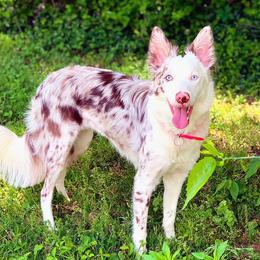 Ellie - Border Collie