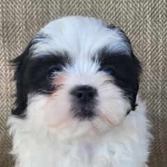 Tia - Black and white female Shichon puppy in Limestone, Tennessee from Pilot Hill Teddy Bear Puppies