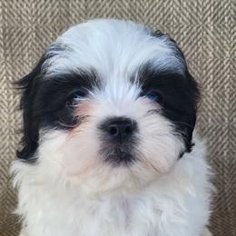 Tia - Black and white female Shichon puppy in Limestone, Tennessee from Pilot Hill Teddy Bear Puppies