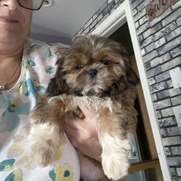Shih Tzu Puppies from Everts Ranch ShihTzu’s