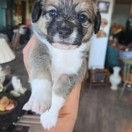 Pork Chop - male Corgipoo puppy in Ellensburg, Washington from Dawn to Dusk Cockapoos