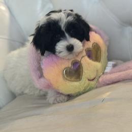 Cowie - Black and white female Bernedoodle puppy in Gainesville, Florida from Alyssa Xxweetdoodles