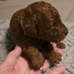 Rusty - Red  male Poodle puppy in Windom, Texas from Wild Farm Puppies