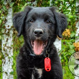 Border Collie, Golden Retriever, and Sporty Mix Puppies from Turbo Border Collies & Coltrievers