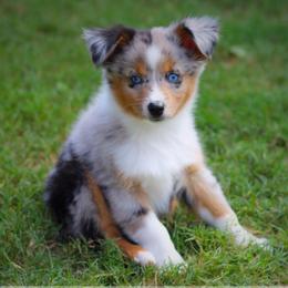 Blue Bell - Blue merle male Miniature Australian Shepherd puppy in Liberty Hill, Texas from Stone & Sage ATX Toy & Mini Aussies