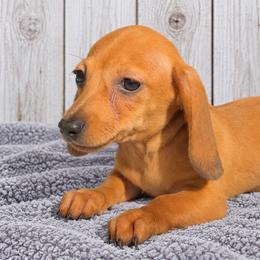 Brie - Red female Dachshund puppy in Warm Springs, Arkansas from Seven Hills Arkansas