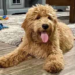 Goldendoodle Puppies from Melodies Daytona Doodles