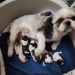 Mal-Shi, Maltese, and Shih Tzu Puppies from Michigan Maltese Puppies