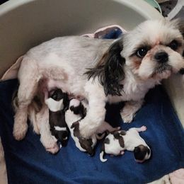 Mal-Shi, Maltese, and Shih Tzu Puppies from Michigan Maltese Puppies
