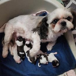 Mal-Shi, Maltese, and Shih Tzu Puppies from Michigan Maltese Puppies