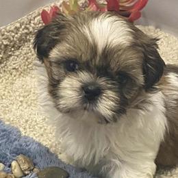 Shih Tzus from NTW Shih Tzu