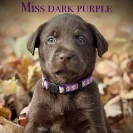 Miss Dark Purple - Chocolate female Labrador Retriever puppy in Portland, Tennessee from Whiskey Ridge Retrievers
