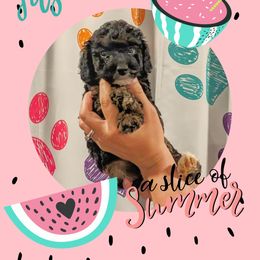 Girl 1 - Goldendoodle puppy in Ohio from Mini Doodle Buddies