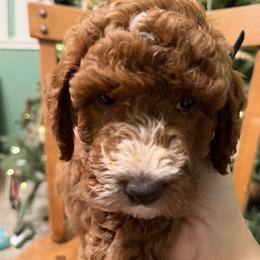 Labradoodle Puppies from California Double Doodles