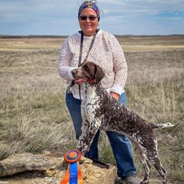 Mira - German Shorthaired Pointer